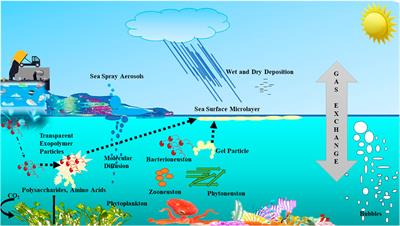 Role of the sea surface biofilm in regulating the Earth’s climate